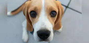 Científicos crean perros con autismo en experimento para estudiar el trastorno Científicos crean perros con autismo en experimento para estudiar el trastorno
