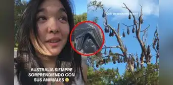 Peruana en Australia se impresiona al ver flying foxes y en redes se asustan: "Sal de ahí" Peruana en Australia se impresiona al ver flying foxes y en redes se asustan: "Sal de ahí"