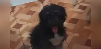 SMP: buscan hogar para perrita que pronto será abandonada