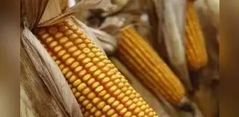 MEF modifica la franja de precios para el azúcar, maíz, arroz y leche en polvo