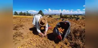 Productores agropecuarios demandan la creación de Reactiva Agrícola para afrontar la crisis Productores agropecuarios demandan la creación de Reactiva Agrícola para afrontar la crisis