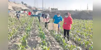 Propuestas focalizadas para reactivar la agricultura familiar