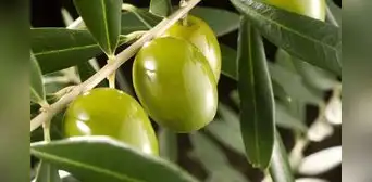 Arequipa: mercados están en riesgo de quedarse sin aceitunas