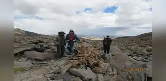 Organización criminal está matando vicuñas del sur Organización criminal está matando vicuñas del sur