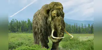 Una empresa de científicos busca resucitar al mamut lanudo en América para 2028 Una empresa de científicos busca resucitar al mamut lanudo en América para 2028