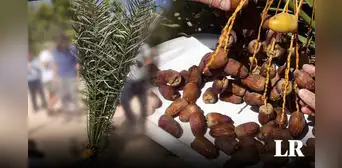 El árbol legendario que científicos resucitaron tras plantar semillas de hace 2.000 años El árbol legendario que científicos resucitaron tras plantar semillas de hace 2.000 años