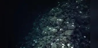 Científicos fueron guiados por una fila de cangrejos y hallaron un mundo desconocido