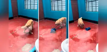 Perrito aprende a trapear el piso de su casa y usuarios bromean: “Su primera chamba”