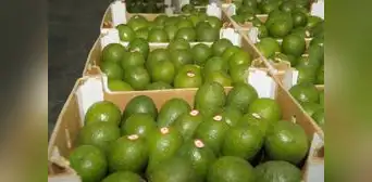Exportación de palta creció 9% hasta setiembre: ¿cuáles fueron los principales destinos?