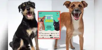 ¿Buscas una mascotita? Acude a la Adoptatón 2023 y acoge a uno de los 50 perritos y gatitos rescatados