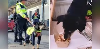 ‘Perrenazgo’ Bigotes recibió un pollo a la brasa como premio tras cuidar calles de Cusco: "Insobornable"