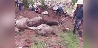 Esposos con sus 26 ovejas y su gato mueren al ser alcanzados por un rayo en Cusco Esposos con sus 26 ovejas y su gato mueren al ser alcanzados por un rayo en Cusco