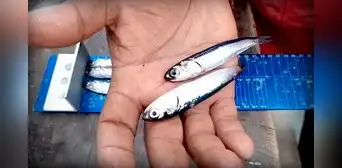 Advierten alta presencia de juveniles en la segunda temporada de pesca