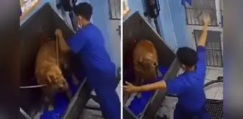 Joven venezolano se vuelve viral al bailar con perrito: "Sacó los pasos prohibidos" Joven venezolano se vuelve viral al bailar con perrito: "Sacó los pasos prohibidos"