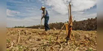 Agricultura y ganadería pierden US$123.000 millones al año por los desastres climáticos Agricultura y ganadería pierden US$123.000 millones al año por los desastres climáticos