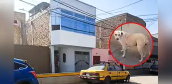 ¡Es un héroe! Perrito callejero orinó sobre explosivo con mecha encendida y salvó a familia en Trujillo