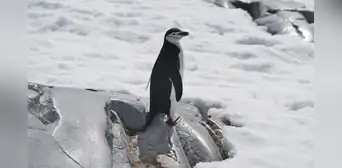 El pinguino que duerme 10.000 siestas de 4 segundos por día El pinguino que duerme 10.000 siestas de 4 segundos por día