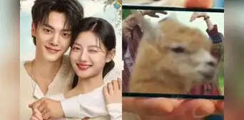 ¡Perú aparece en 'Mi adorable demonio'!: llamas se lucen en k-drama de Netflix con Song Kang ¡Perú aparece en 'Mi adorable demonio'!: llamas se lucen en k-drama de Netflix con Song Kang