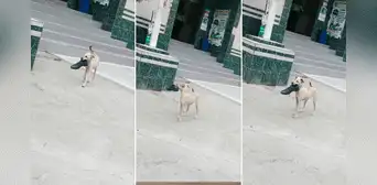 Perrito le ‘roba’ el zapato a policía en comisaría de Chosica: “Firulais pedirá recompensa” Perrito le ‘roba’ el zapato a policía en comisaría de Chosica: “Firulais pedirá recompensa”