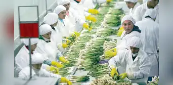 Reducen costos laborales a las agroexportadoras Reducen costos laborales a las agroexportadoras