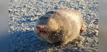 Así es el animal sin ojos que pensaron extinto desde 1937 y lo encontraron al fin