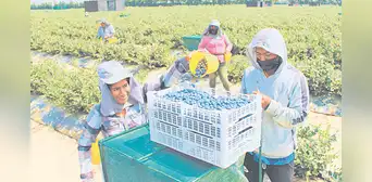 Subsidio a los agroexportadores superaría los S/400 millones por año Subsidio a los agroexportadores superaría los S/400 millones por año