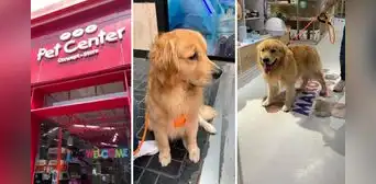 Llevó a su perro a bañar y se lo devuelven cojeando: joven denuncia a veterinaria de Jockey Plaza Llevó a su perro a bañar y se lo devuelven cojeando: joven denuncia a veterinaria de Jockey Plaza