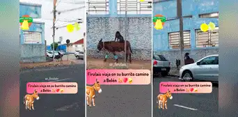 Captan a perrito montado sobre un burro y en redes les dicen: “Van camino a Belén” Captan a perrito montado sobre un burro y en redes les dicen: “Van camino a Belén”