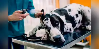 ¿Cómo funciona el fármaco que podría prolongar la vida de tu perro y que está por aprobarse en EE. UU.?