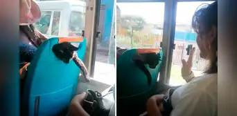 Mujer traslada a su gato en una lliclla y travieso minino intenta apoderarse de cartera de pasajera Mujer traslada a su gato en una lliclla y travieso minino intenta apoderarse de cartera de pasajera