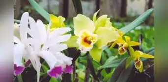 La Ciudad de las Orquídeas: ¿dónde está ubicado y cómo llegar a este paraíso peruano? La Ciudad de las Orquídeas: ¿dónde está ubicado y cómo llegar a este paraíso peruano?