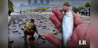 El país de América Latina donde 'llueven peces' de manera anual: ¿por qué sucede esto?