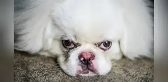 ¿Cuál es la palabra que los perros odian que les digan los humanos? ¿Cuál es la palabra que los perros odian que les digan los humanos?