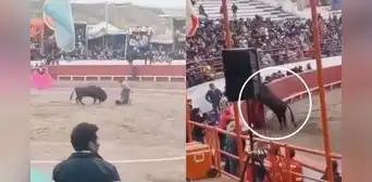 Toro se escapa del ruedo, se mete entre el público y ataca a hombre en Puno Toro se escapa del ruedo, se mete entre el público y ataca a hombre en Puno