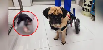 Caso Dachi: PJ otorga custodia a veterinaria que brindó atención médica a perrita violentada