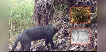 Tres nuevas especies habitan las profundidades de Machupicchu: ¿cuáles son y qué se sabe de ellas?