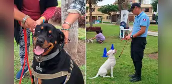 Pueblo Libre: Brigada Canina brindará clases gratuitas de adiestramiento para mascotas durante diciembre y enero Pueblo Libre: Brigada Canina brindará clases gratuitas de adiestramiento para mascotas durante diciembre y enero