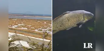 Puno: pescadores hallan pez depredador de origen africano en el lago Titicaca Puno: pescadores hallan pez depredador de origen africano en el lago Titicaca