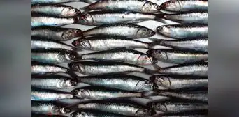 Produce establece límite de pesca de anchoveta en 150.000 toneladas para este año