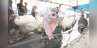 Comerciantes esperan vender más de 1 millón 600.000 pavos Comerciantes esperan vender más de 1 millón 600.000 pavos