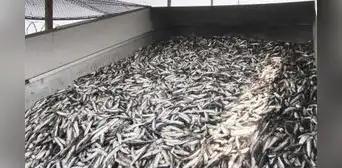 Produce autoriza pesca exploratoria de anchoveta y anchoveta blanca en la Zona Sur