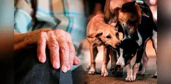 Hombre habría sido devorado por sus 17 perros: restos fueron encontrados en su casa Hombre habría sido devorado por sus 17 perros: restos fueron encontrados en su casa