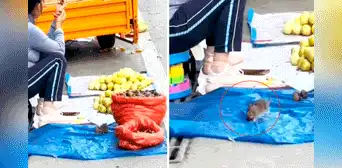 Rata sorprende a vendedora ambulante al llevarse su mercadería: “Llegó por su regalo de Navidad” Rata sorprende a vendedora ambulante al llevarse su mercadería: “Llegó por su regalo de Navidad”