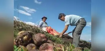 Congreso propone entregar un bono de S/500 a productores agrarios