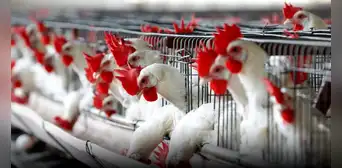 Gripe aviar: Midagri anuncia medidas sanitarias contra la influenza aviar a partir de 2024