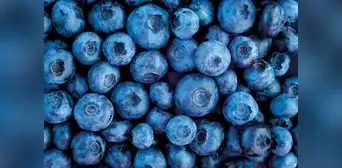 FAO: comercio mundial de berries superó al de plátanos en 2022, con los arándanos a la cabeza FAO: comercio mundial de berries superó al de plátanos en 2022, con los arándanos a la cabeza