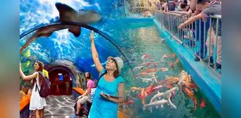 El acuario más grande del Perú está en Comas: ¿cuáles son sus promociones, beneficios y cómo acceder? El acuario más grande del Perú está en Comas: ¿cuáles son sus promociones, beneficios y cómo acceder?