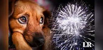 ¿Por qué la pirotecnia hace tanto daño a los animales y qué hacer? ¿Por qué la pirotecnia hace tanto daño a los animales y qué hacer?