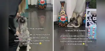 Familia peruana refugia a perrito de la calle asustado por los cohetes: “Abrácenlo, basta de pirotecnias”