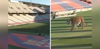 ¿Por qué el Barcelona soltó un tigre salvaje en el estadio olímpico de Montjuic?